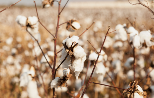 柔術着の洗濯｜臭い・縮み・黄ばみの原因とコットン素材の限界